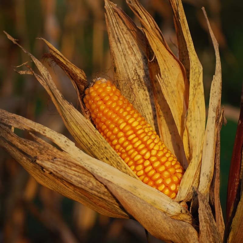 felaketlere-karsi-tarim-sigortasi-yayginlasiyor